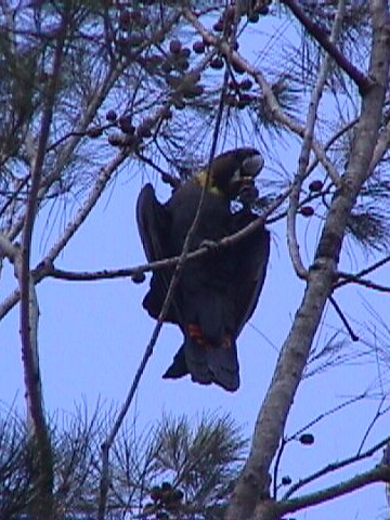 Glossy Black Cockatoo